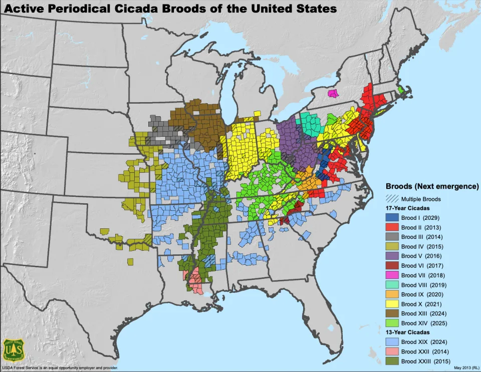 Different periodical cicada broods and their respective territories. - First ‘double Cicada’ Event In More Than Two Centuries Will See Trillions Of Cicadas Emerge This Spring. This Map Shows Where