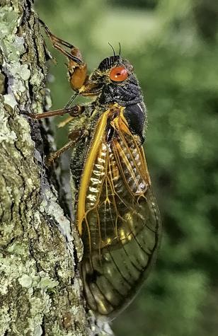 Known for their red eyes, cicada eyes actually can be several colors, but not green. Photo courtesy of Gene Kritsky, Mount St. Joseph University. - First ‘double Cicada’ Event In More Than Two Centuries Will See Trillions Of Cicadas Emerge This Spring. This Map Shows Where