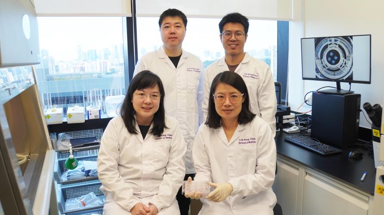 LKCMedicine Research Team - Mini Kidneys Uncover Big Advances In Polycystic Kidney Disease Research