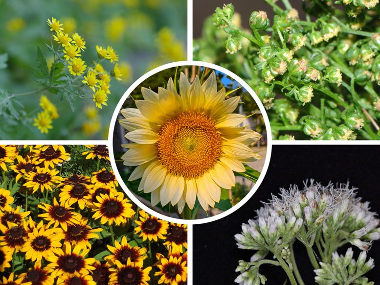 Sunflower Family Tree - Sunflower Secrets Unveiled: Multiple Origins Of Flower Symmetry Discovered