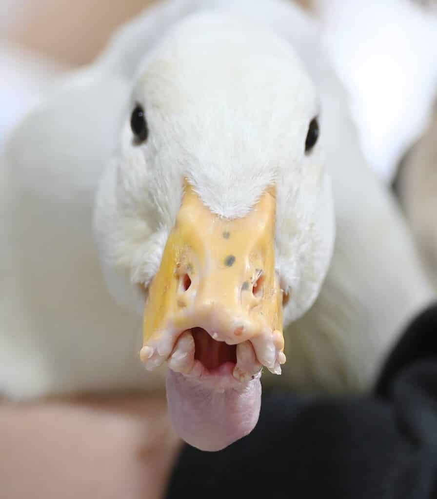 Polly duck closeup bill - Duck With Missing Bill Will Receive A 3D Prosthetic Made By Texas Students