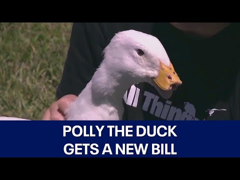 YouTube video - Duck With Missing Bill Will Receive A 3D Prosthetic Made By Texas Students