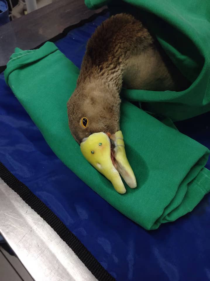 Vitoria the goose after she was fitted with a prosthetic beak. Credit: Animal Avengers 3D. - Duck With Missing Bill Will Receive A 3D Prosthetic Made By Texas Students