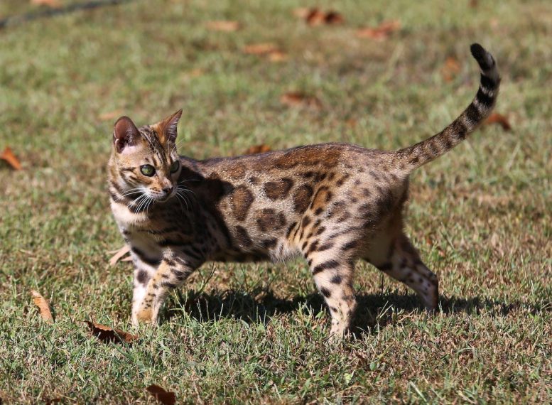 Bengal Cat With Glitter Trait - Spotted Royalty: How Wild Is The Bengal Cat Genome?