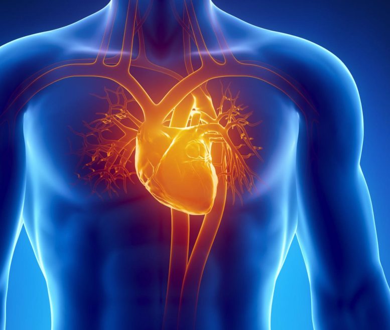 Human Heart Anatomy - Can $14 A Week Improve Your Heart Health? Surprising Study Results