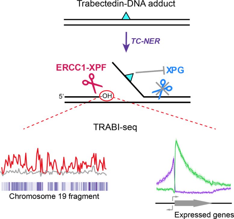 Summary of the Mechanism of Trabectedin Induced TC NER Mediated Break Formation and Break Mapping by TRABI Seq - This Natural Compound Combats Cancer – Scientists Have Finally Figured Out How