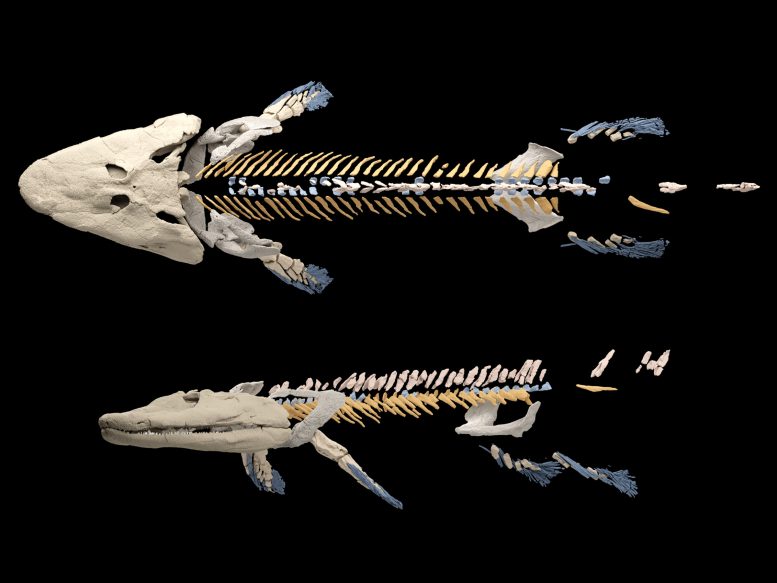 Tiktaalik Reconstruction - A Fish With Legs? 375-Million-Year-Old Fossil Fish Unveils Evolutionary Secrets