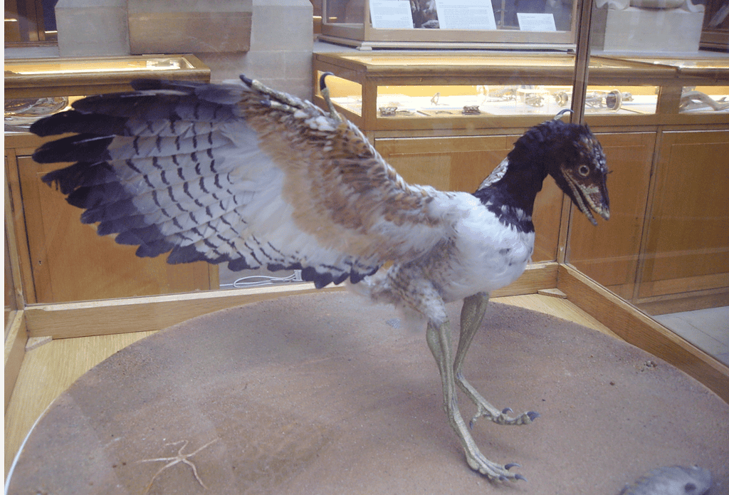 Museum reconstruction of A. lithographica with open wings - Archaeopteryx: The Winged Link Between Dinosaurs And Birds