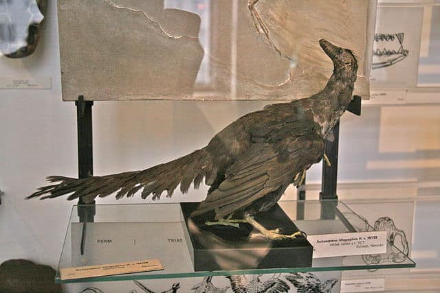 Museum reconstruction of Archaeopteryx - Archaeopteryx: The Winged Link Between Dinosaurs And Birds