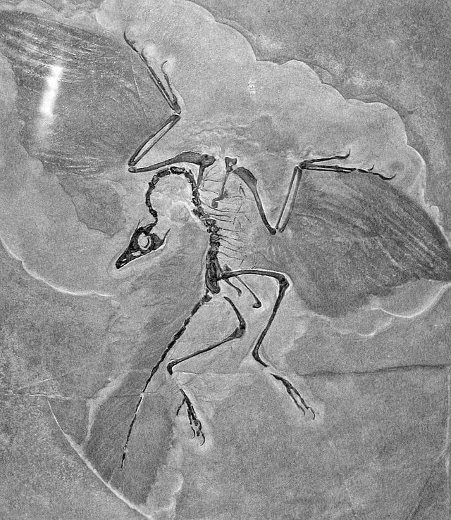 The Archaeopteryx lithographica specimen - Archaeopteryx: The Winged Link Between Dinosaurs And Birds