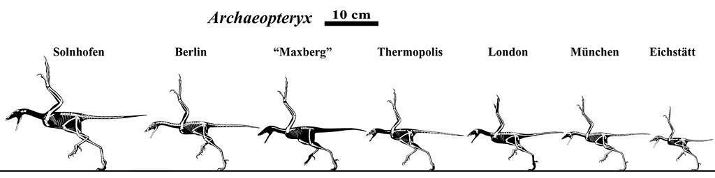 7 skeletals of the discovered Archaeopteryx specimens - Archaeopteryx: The Winged Link Between Dinosaurs And Birds
