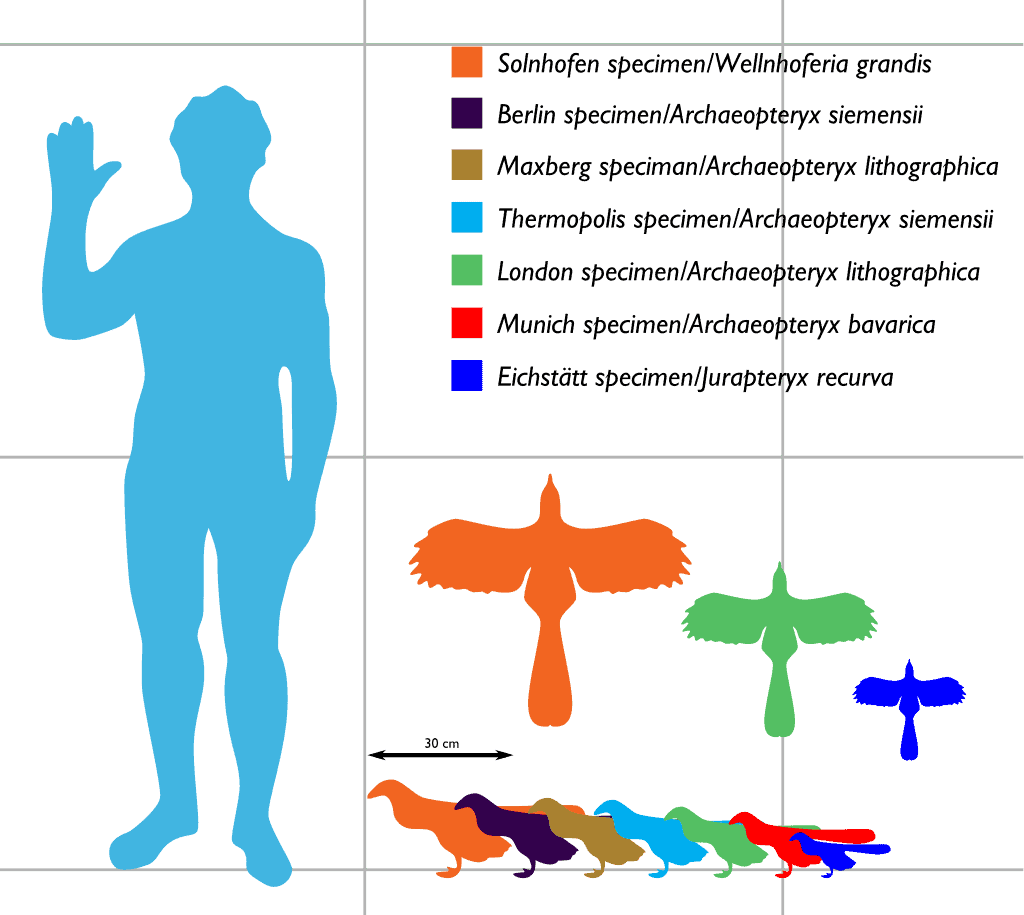 Archaeopteryx species - human size comparison - Archaeopteryx: The Winged Link Between Dinosaurs And Birds