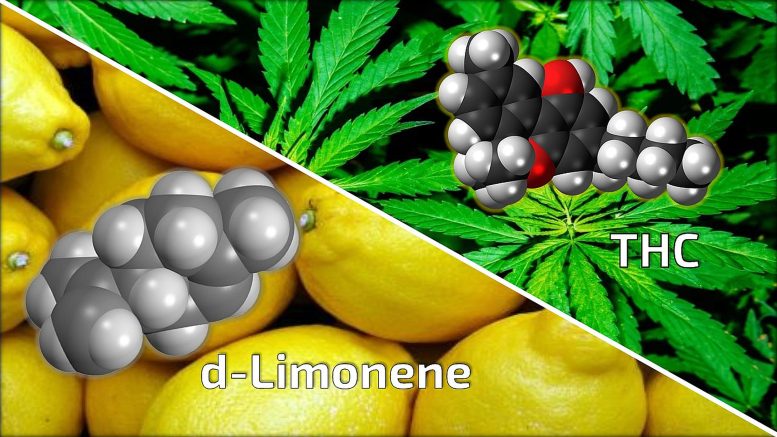 d-Limonene THC - High Hopes: How D-Limonene Curbs The Anxiety Of THC