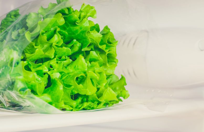 Lettuce Refrigerator - New Research Reveals Why You Should Always Refrigerate Lettuce