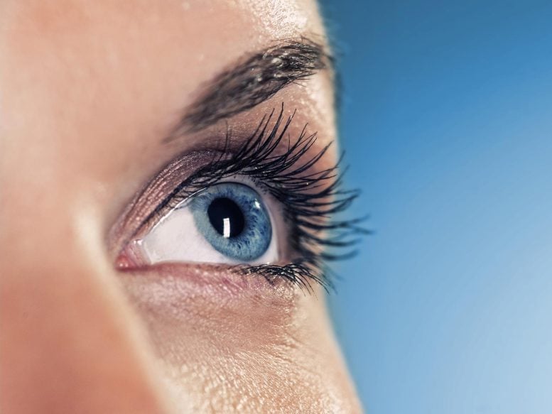 Blue Eye Looking Up - Why Do Humans Blink So Much? New Research Challenges Traditional Views