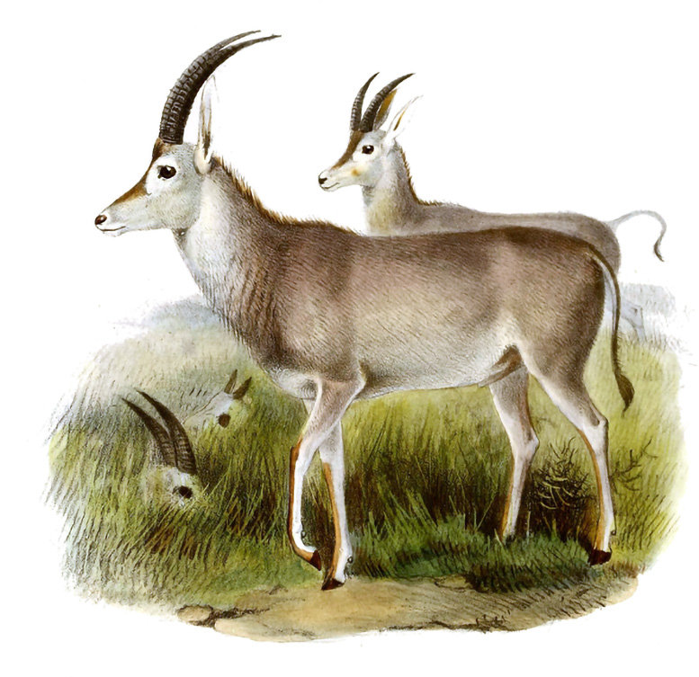 Drawing of a Blue Antelope - Genetic Puzzles Solved: Why European Colonization Drove The Blue Antelope To Extinction