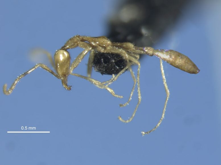 Leptanilla voldemort - Scientists Discover Ghostly New Species 80 Feet Underground