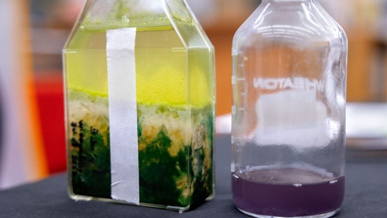 Purple Bacteria Vial - The Color Of Alien Life: Could Purple Be The New Green?