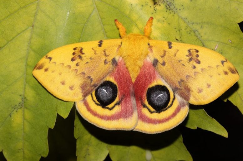 Io Math - “Shocking” – Moths Are Strangely Vanishing From Southern U.S. Cities