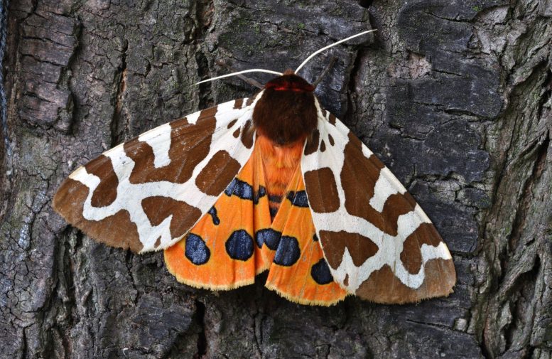 Moth - “Shocking” – Moths Are Strangely Vanishing From Southern U.S. Cities