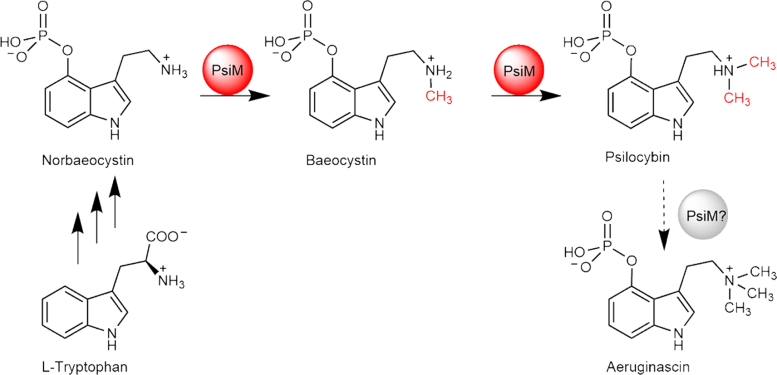 Biosynthesis of Psilocybin - Decoding Psilocybin: “Magical” Enzymatic Pathways To Psychiatric Breakthroughs