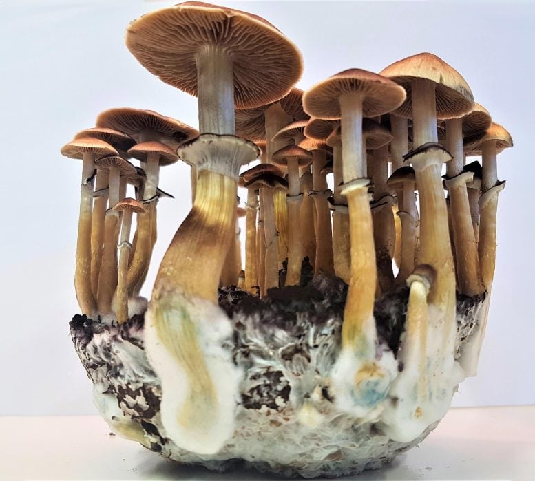 Gold Cap Mushroom (Psilocybe cubensis) - Decoding Psilocybin: “Magical” Enzymatic Pathways To Psychiatric Breakthroughs