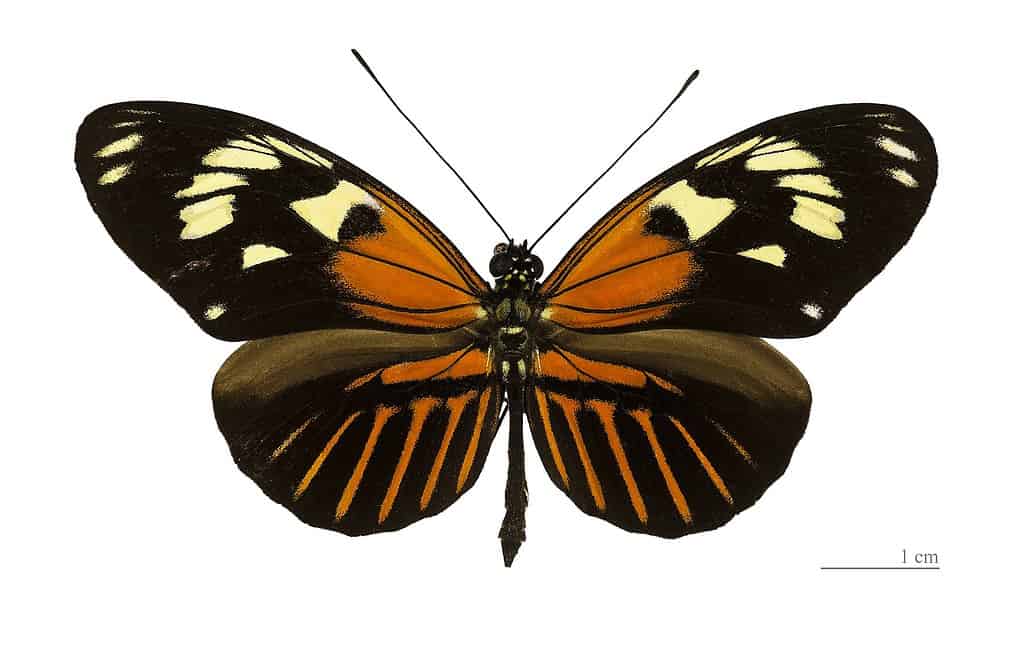 This Butterfly Developed From Two Different Species