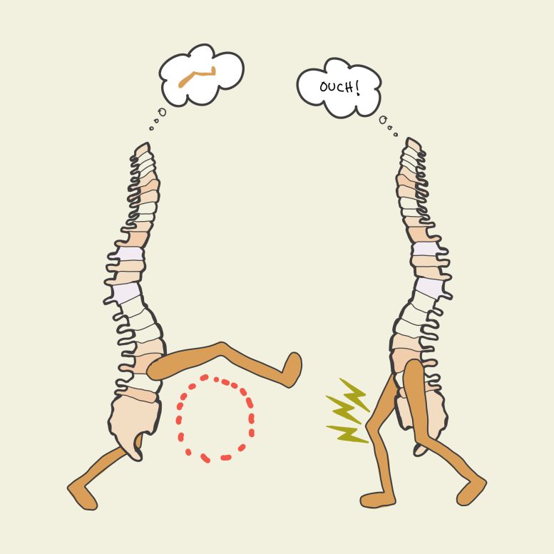 Learning and Memory in the Spinal Cord Illustration - Rethinking Neural Intelligence: Scientists Uncover Surprising Memory Capabilities Of The Spinal Cord