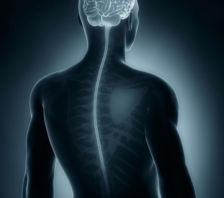 Spinal Cord Human Anatomy - Rethinking Neural Intelligence: Scientists Uncover Surprising Memory Capabilities Of The Spinal Cord