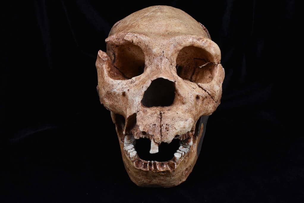 A cast of the skull of Homo Heidelbergensis, one of the hominin species analyzed in the latest study. Credit: The Duckworth Laboratory, University of Cambridge - Our Unique Lineage: Human Evolution Has Run In Complete Reverse From Other Vertebrates