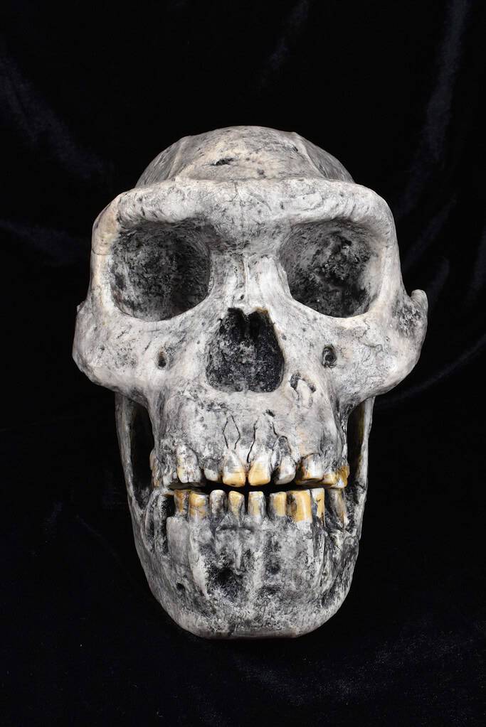 A cast of the skull of Homo Erectus, one of the hominin species analyzed in the latest study. Credit: The Duckworth Laboratory, University of Cambridge - Our Unique Lineage: Human Evolution Has Run In Complete Reverse From Other Vertebrates