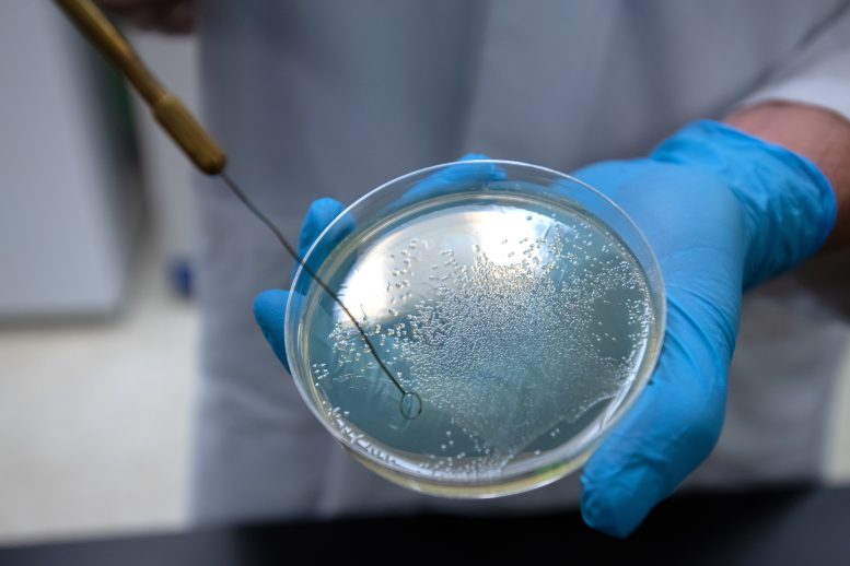 Bacteria Petri Dish - Vampire Bacteria? Scientists Uncover Blood-Hunting Behavior In Common Bacteria