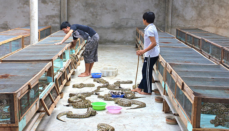 Python Farm - This Unusual Superfood Is Good For The Climate And Incredibly High In Protein