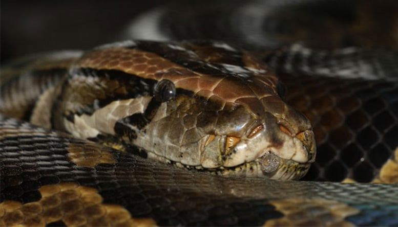 Burmese Python - This Unusual Superfood Is Good For The Climate And Incredibly High In Protein