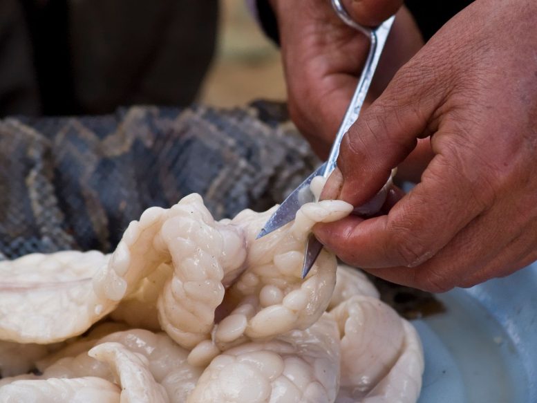 Snake Meat - This Unusual Superfood Is Good For The Climate And Incredibly High In Protein