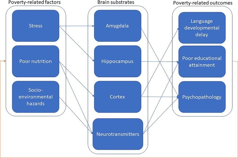 Integrative Framework of the Links Between Brain and Behavioral Abnormalities Due to Poverty - Rewiring The Brain: Poverty Linked With Neurological Changes That Affect Behavior, Illness, And Development