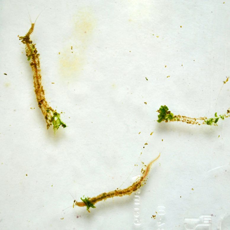 Platynereis dumerilii - No Two Worms Are Alike – New Findings Challenge Chronobiology