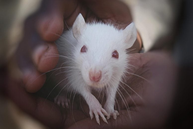White Rat Close - In A Scientific First, Mice Engineered With Rat Neurons Show Advanced Sensory Skills