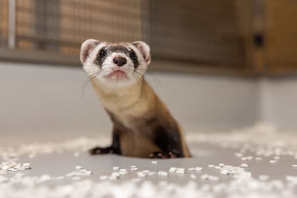 Antonia the black-footed ferret - Scientists Just Cloned Two Endangered Ferrets Using Frozen Cells From 1988