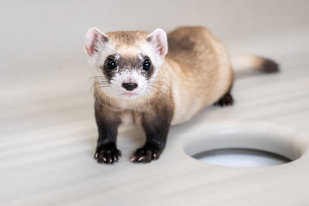 Scientists Just Cloned Two Endangered Ferrets Using Frozen Cells From 1988
