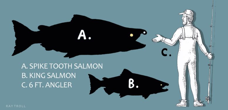 Comparative Size of the Spike Tooth Salmon to the Largest Living Salmon and a 6ft Fisherman - Scientists Discover Giant, Prehistoric Salmon With Tusk-Like Teeth