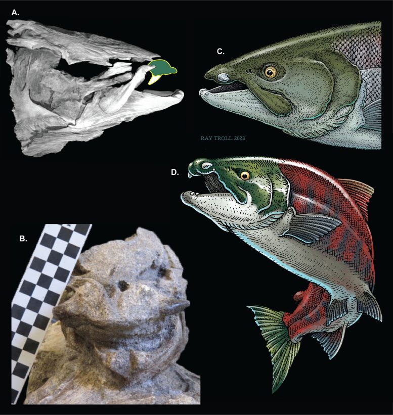 Oncorhynchus rastrosus - Scientists Discover Giant, Prehistoric Salmon With Tusk-Like Teeth