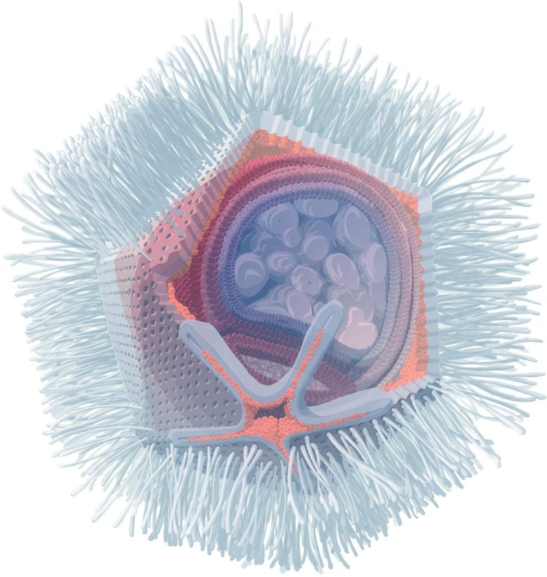 Illustration of Naegleriavirus - Brain-Eating Amoeba Meets Its Match: Unusual Giant Virus Discovered In Austria