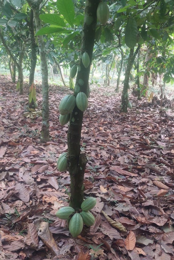 Healthy Cacao Tree - Cacao Crisis: Devastating Virus Threatens Global Chocolate Supply