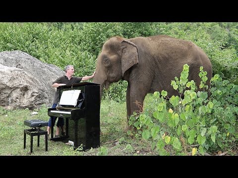 YouTube video - This Pianist Soothes Elephants By Playing Them Classical Music