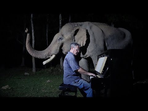 YouTube video - This Pianist Soothes Elephants By Playing Them Classical Music