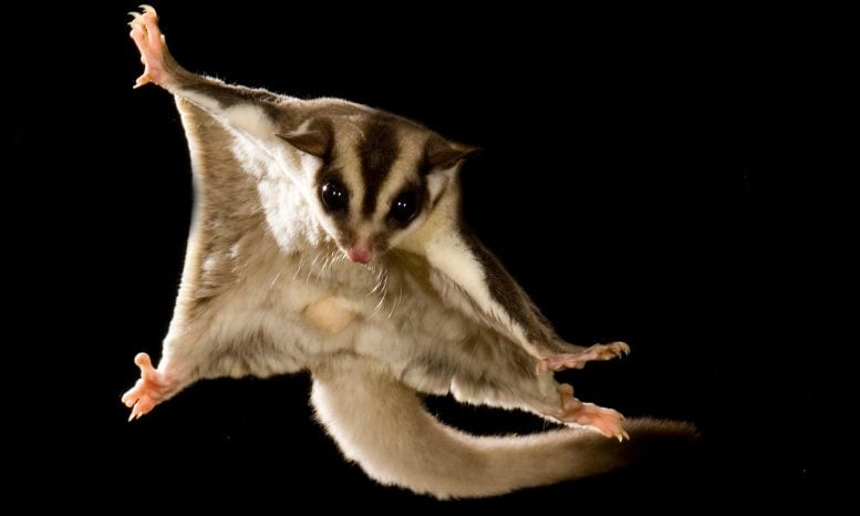 Sugar Glider - The Genetic Blueprint Of Flight: New Research Reveals How Mammals Evolved To Glide