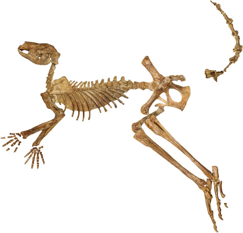 Protemnodon viator Fossil Skeleton - Unusual New Species Of Giant Kangaroo Discovered In Australia And New Guinea