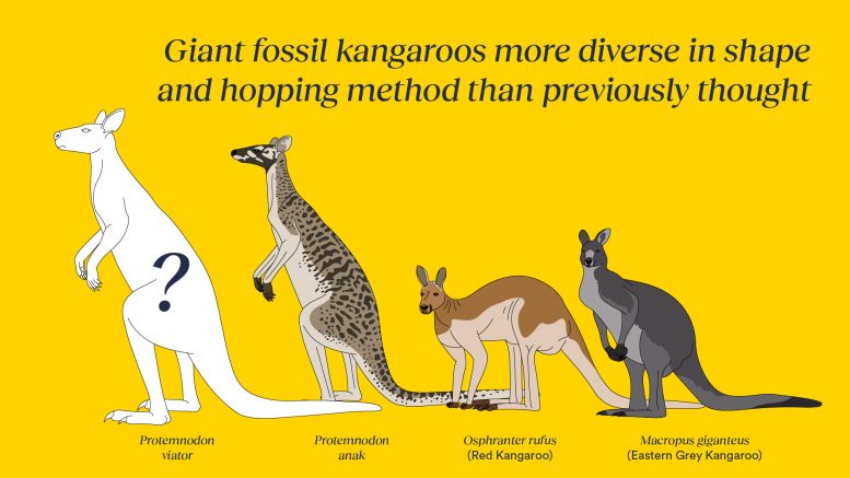 An Artist’s Impression of the Newly Described Fossil Species Protemnodon Viator and Its Relative Protemnodon anak - Unusual New Species Of Giant Kangaroo Discovered In Australia And New Guinea
