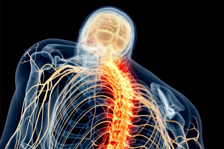 Spinal Cord Nerves - Revolutionizing Spinal Injury Treatment: Common Drug Found To Prevent Damage To Fat Tissue